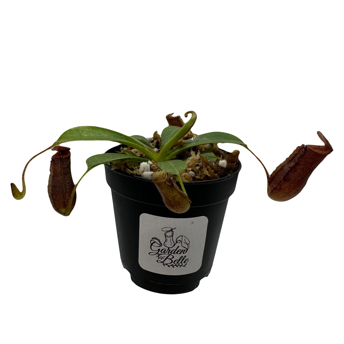 Set of 2 Nepenthes (Briggsiana and Rebecca Soper) Carnivorous Pitcher Plants in 2 inch Pot