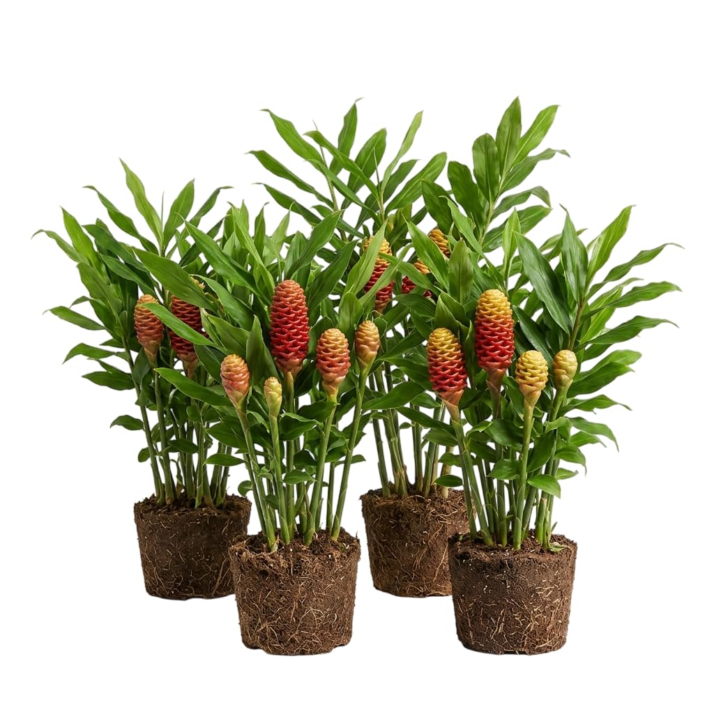 Set 4 Plants Shampoo Ginger Zingiber Zerumbet Pinecone Ginger Plant with Roots, 4-8 Inch Tall