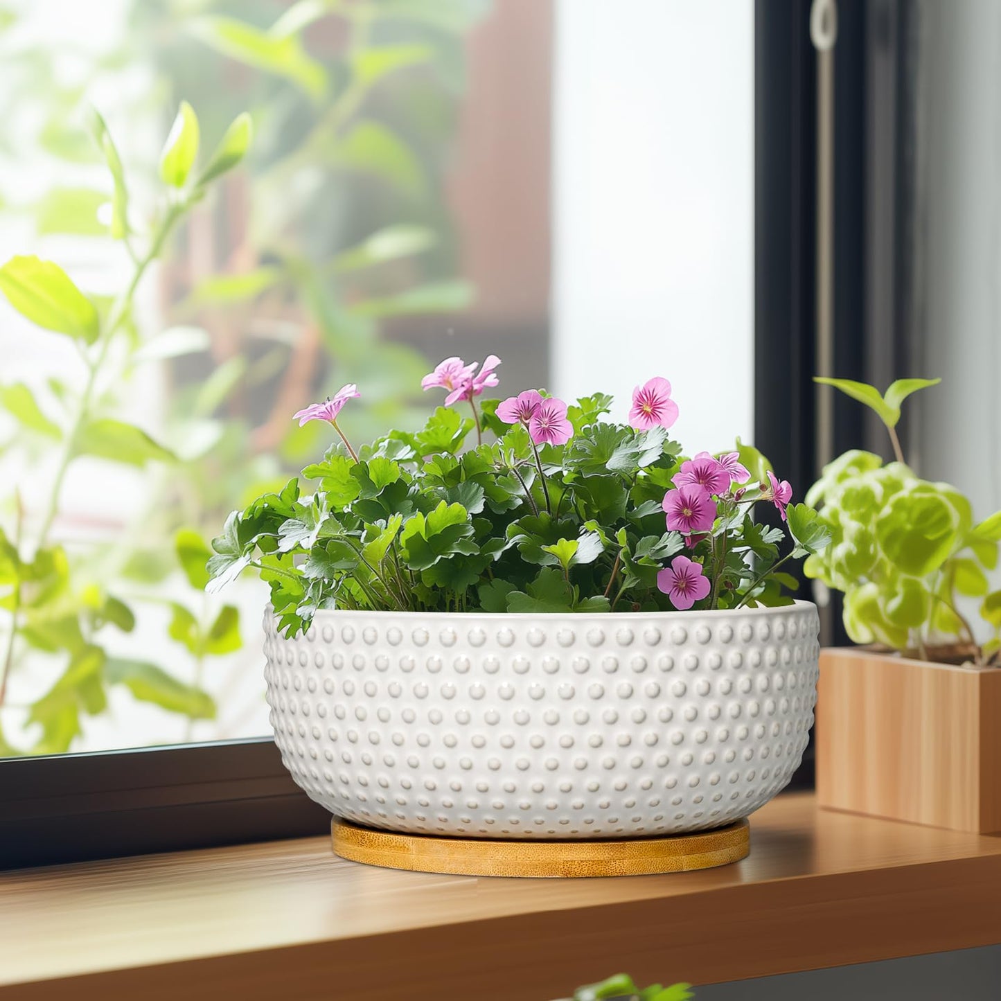EPFamily Succulent Pots 8 Inch - Ceramic Bonsai Planters for Indoor Plants, Plant Pot with Drainage Hole and Saucer, Shallow Round Flower Planter, Modern Room Decor, Gifts for Plant Lover, White