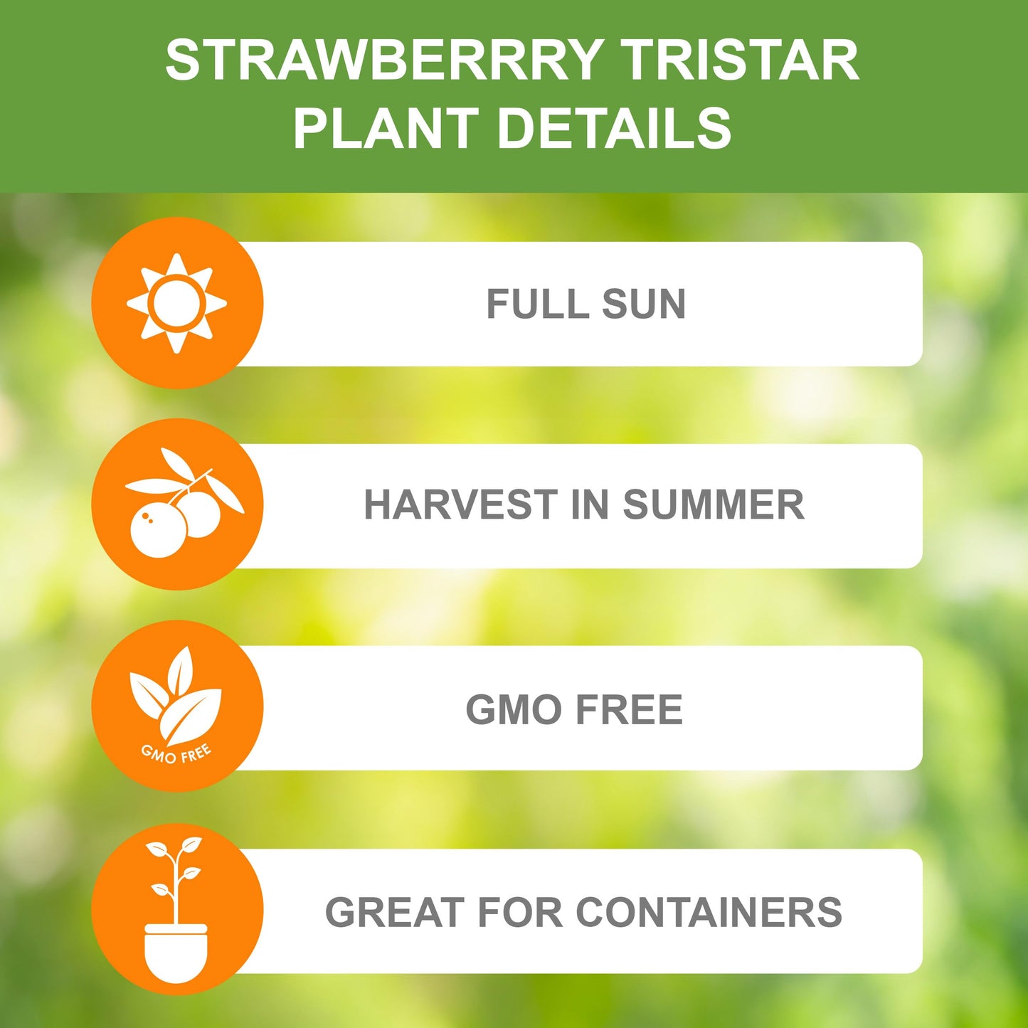 Garden State Bulb Tristar Everbearing Strawberry Bare Root Crowns, Non-GMO, Spring Planting (Bag of 40)