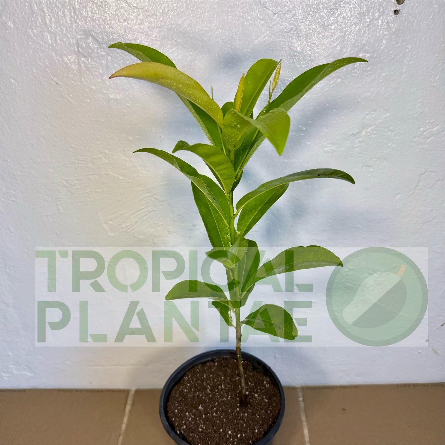 Chico Sapote Tree (Manilkara zapota) – Sapodilla Live Tropical Fruit Plant 1–2 ft Tall TropicalPlantae