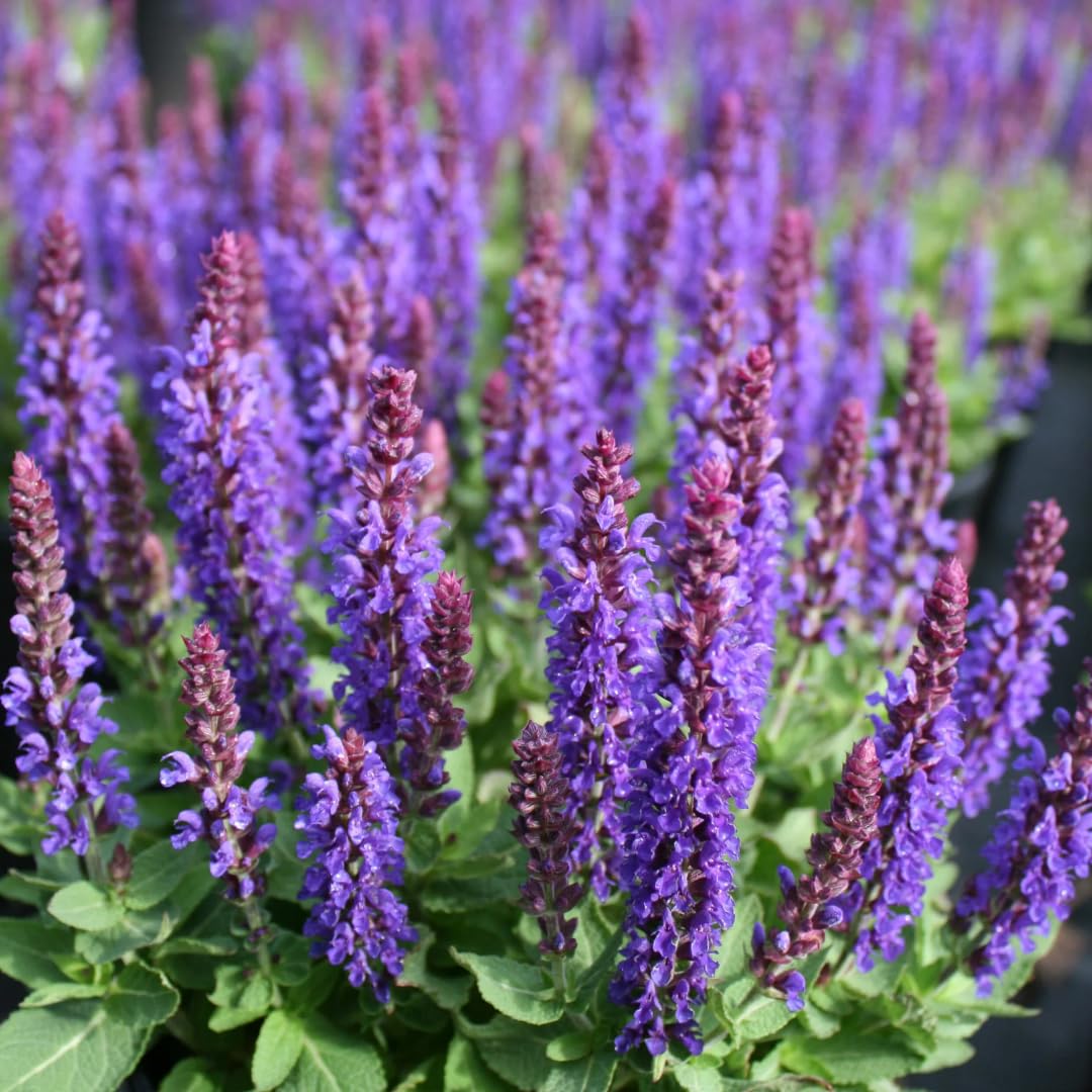Violet Blue Purple Sage Live Plant, Salvia Plant Live Herb for Grow Indoors Outdoor in 3 Inch Pot