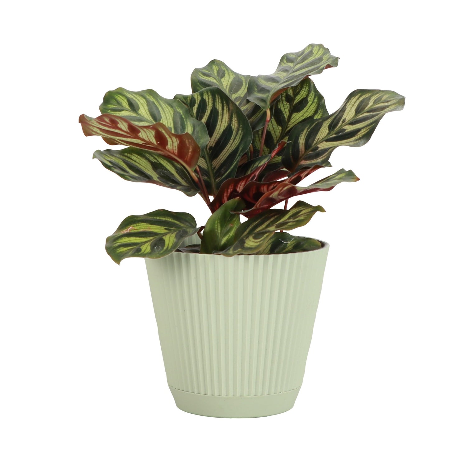 Thorsen's Greenhouse Peacock Calathea, Live Indoor Plant, Safe for Pets, Colorful Foliage, Rare Variety, Peacock Plant, 4" Diameter (Sage)