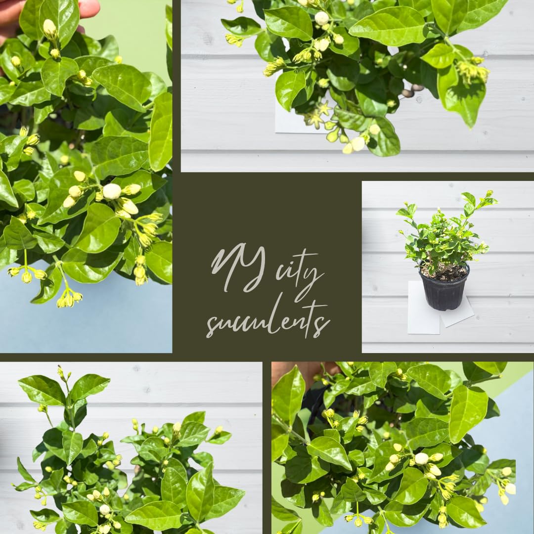 Live Jade Sambac Plant in 6" Pot - Rare Fragrant Jasmine Variety, Easy Care Tropical Houseplant for Home Decor, Gardens, and Unique Gifts (Heat Pack Included)