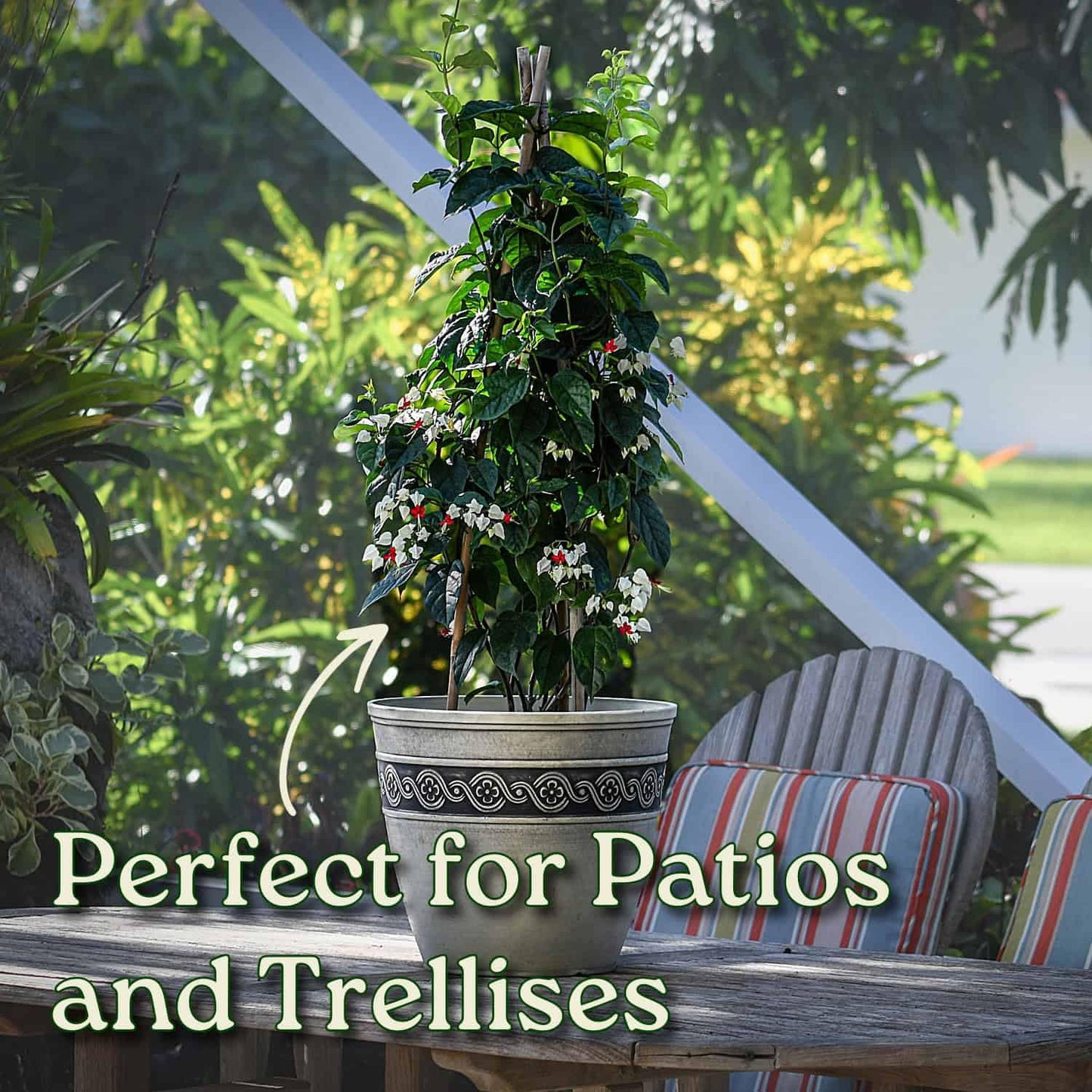 Tropical Plants of Florida Bleeding Heart Vine Live Plant Red and White Flowers - 3 Gallon 36 Inch Tall Tropical Flowering Vine Indoor Outdoor Ornamental Plant