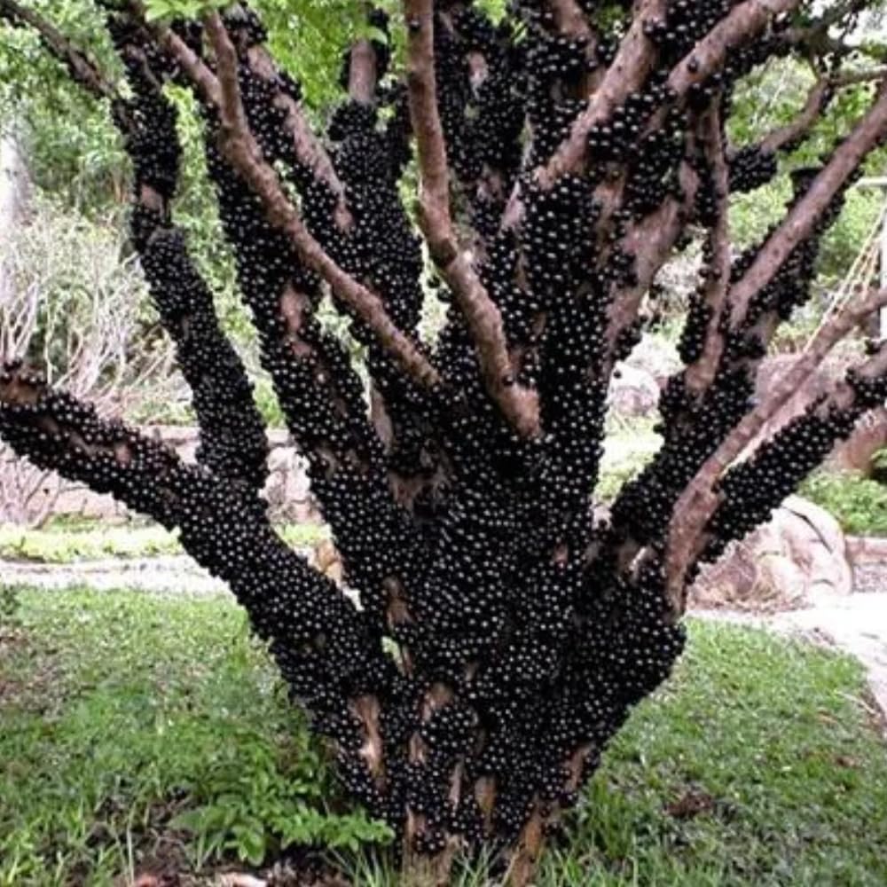 Jaboticaba Tree Live Plant in 3 Gallon Pot, Jaboticaba Sabara, Black Grape Fruit Trees from 2 to 3 Feet Tall for Outdoor Planting, No Ship to CA