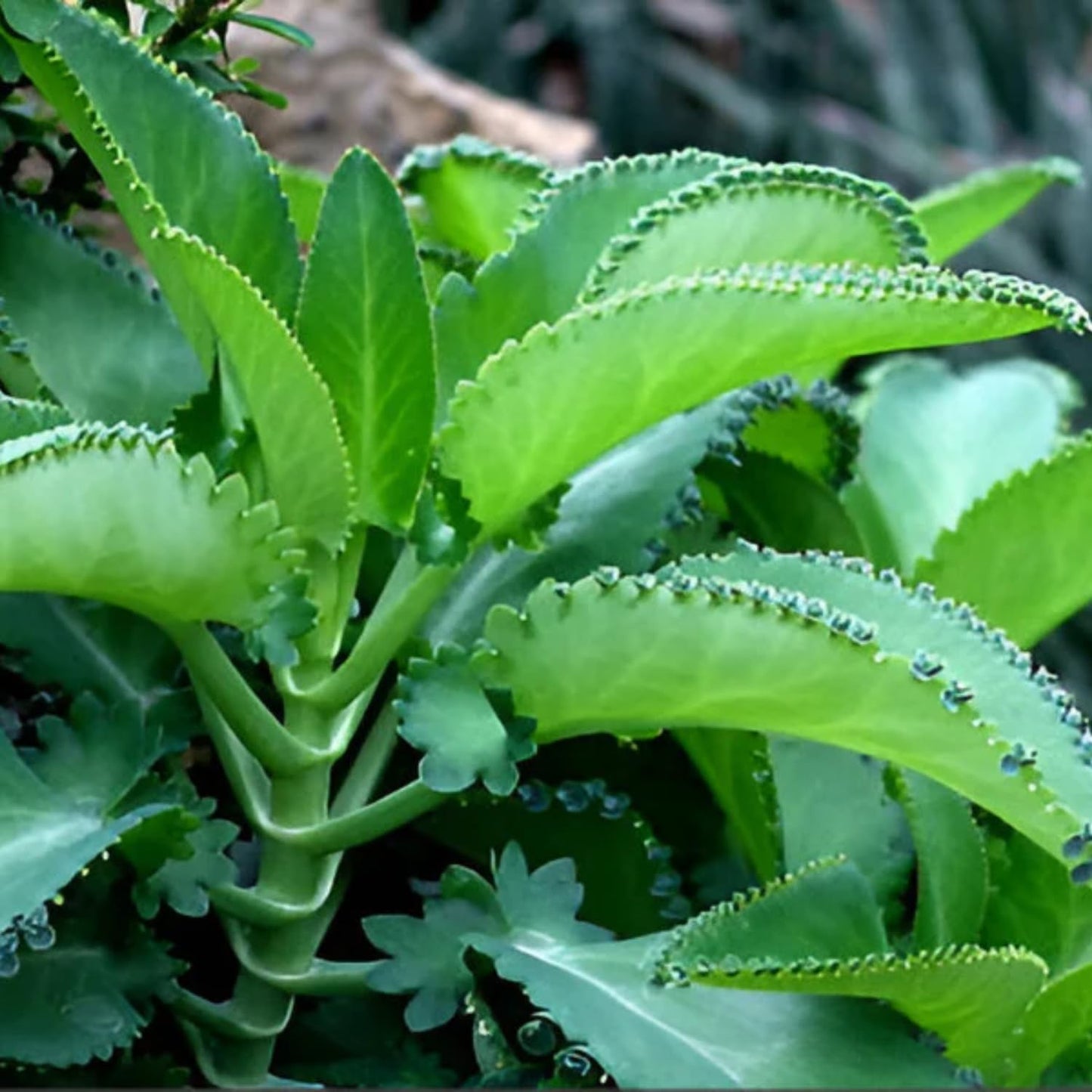 Mothers of Thousands Kalanchoe Live Plant 3 to 5 Inc Tall Starter, Kalanchoe Succulent, in Pot