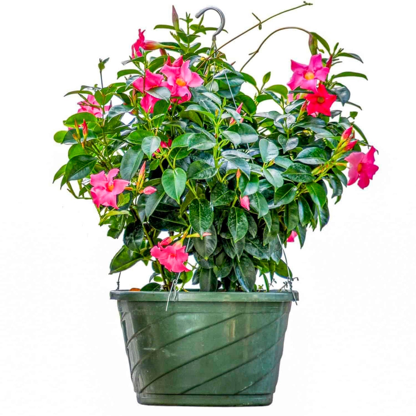 Tropical Plants of Florida Pink Dipladenia Hanging Basket 12 Inch Live Flowering Plant, 14 Inch Wide by 18 Inch Tall, Vibrant Pink Patio Porch Balcony Blooms