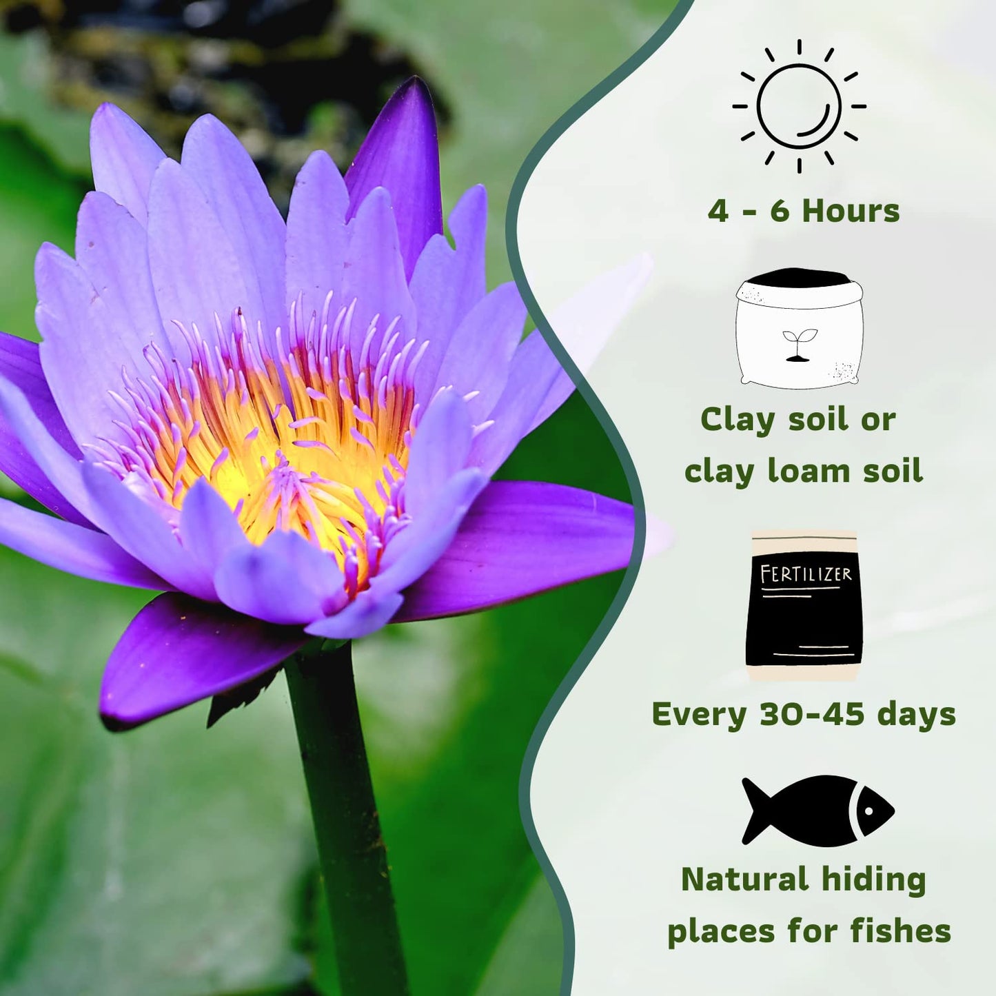 Mainam Mix Colorful Tropical Water Lily Tuber Live Aquarium Plant for Freshwater Fish Pond Balcony Buy 2 GET Fertilizer Free (Red Nymphaea Dang Ma Miew)