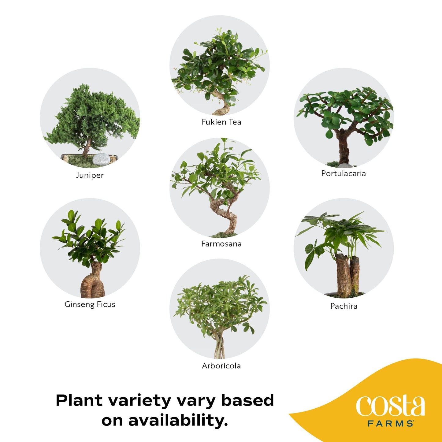 Costa Farms Bonsai Tree Kit, DIY Live Bonsai Tree Includes Tools, Potting Soil Mix, Plant Pot, Indoor Gardening, Birthday Gift, 10-Inches Tall