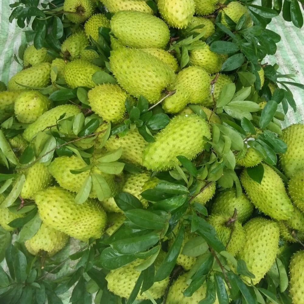 Soursop Tree (ANNONA MURICATA) Tropical Live Fruit Tree 12″-24″