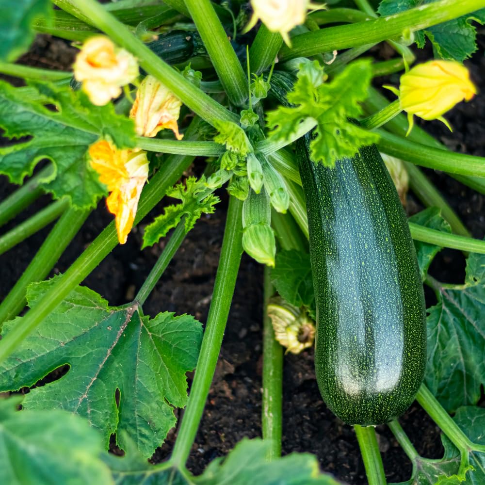 2 Green Zucchini Plants, Green Summer Squash in 4 Inch Pots - 4-6 Inch Tall Live Vegetable Garden Plants