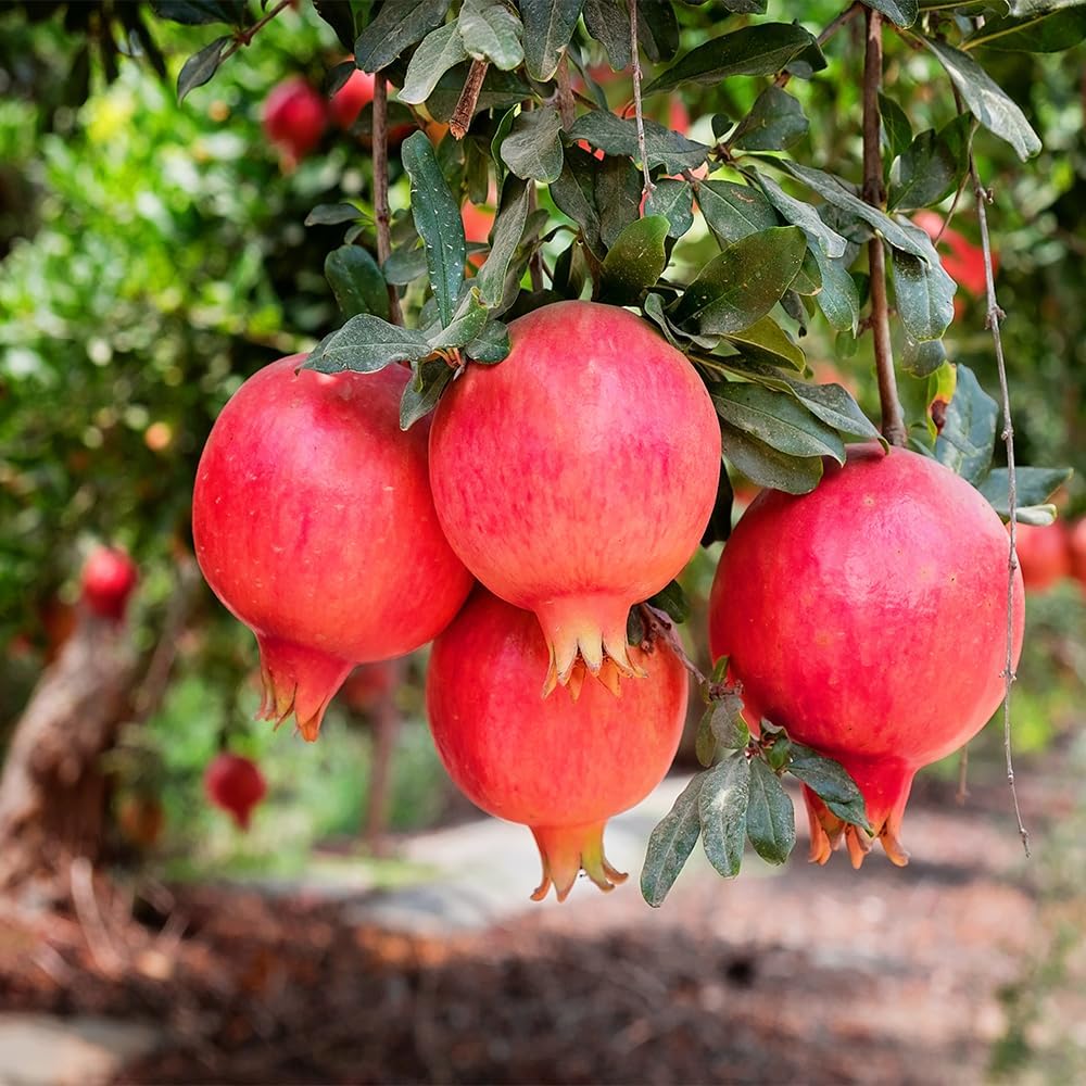 Parfianka Pomegranate, 1 Gallon Live Nursery Pot, Juicy Red Fruit| Arbor Day Foundation (Due to Agricultural Laws, Unavailable to CA, AZ, TX)