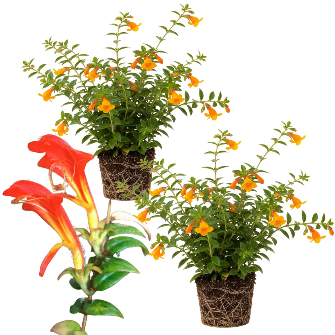 2 Packs Goldfish Plant Live Indoor Houseplant | Tropical Foliage Plant | 4-6 Inch Well Rooted Starter