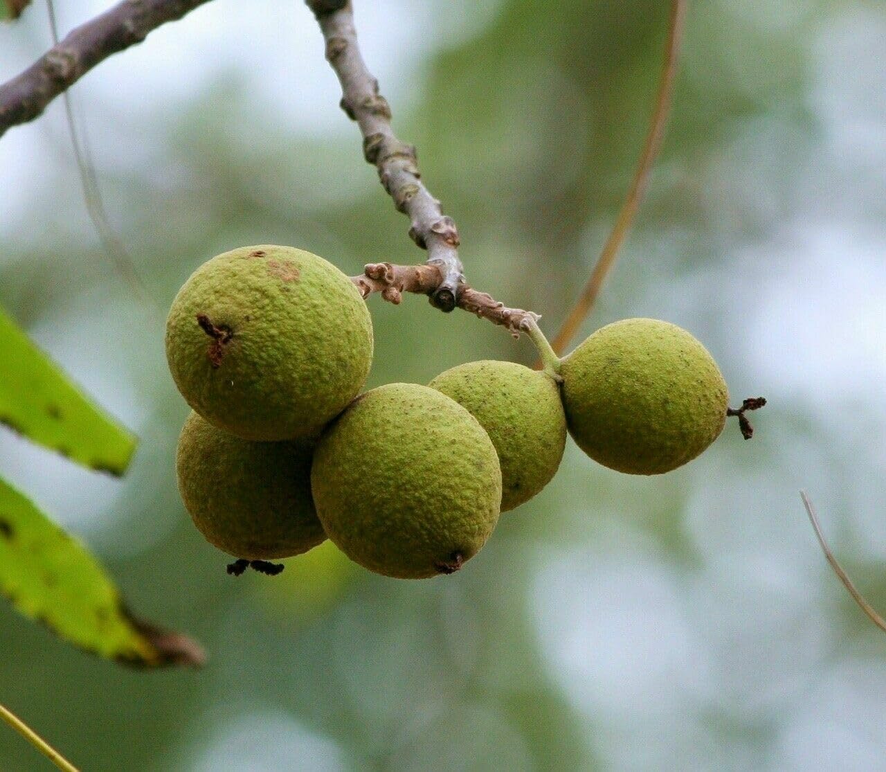 2 Black Walnut Trees - 10-18" Tall Nut-Bearing Live Plants - Fast Growing Tree Seedlings - Juglans Nigra - (2 Pack)
