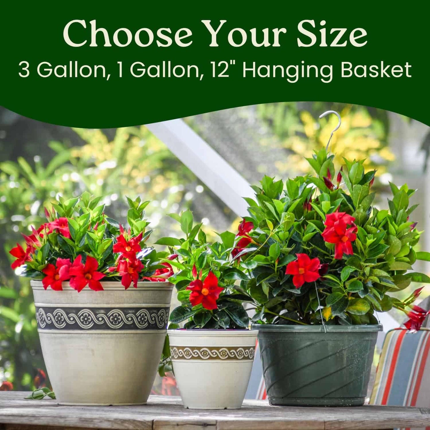 Live Dipladenia Mandevilla Plant - Red Dipladenia Bush - 14 inch Overall Height - 6 inch Planter Pot (1 Gallon) - Tropical Plants of Florida