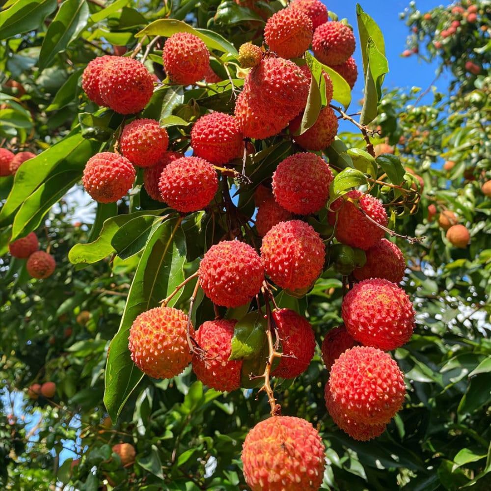 Lychee Tree Live Plant 3 Gallon 2-3 Ft Tall, Red Lychee Tree, Sweet Tropical Fruit Tree for Outdoor Growing, No Ship to CA