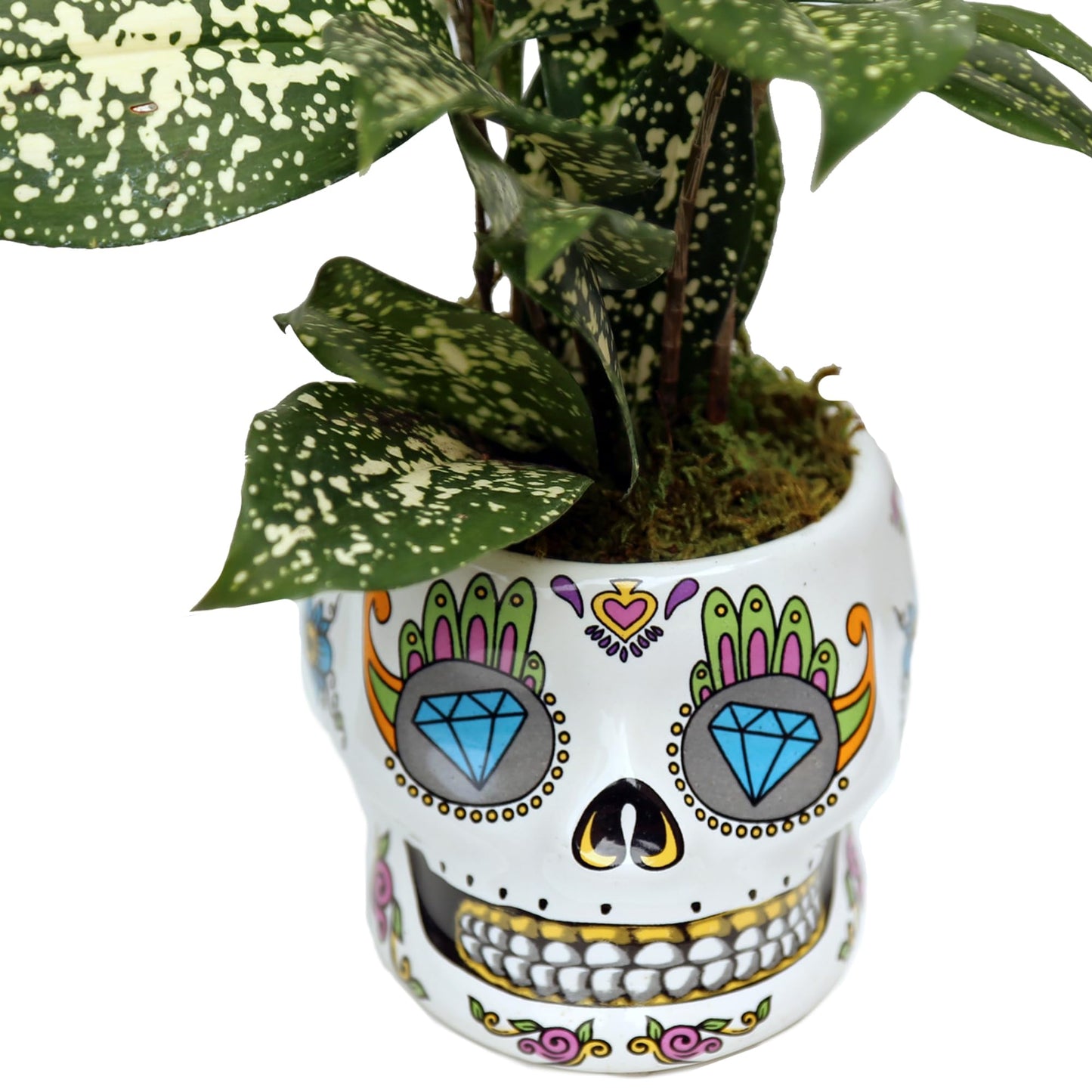Live Florida Beauty Golddust Spoted-Leaf Dracaena Surculosa, Variegated Tropical Houseplant, Office Gift, Plant Lover Gift, Gardening Gift, Best Friend Gift in 4" Ceramic Skull