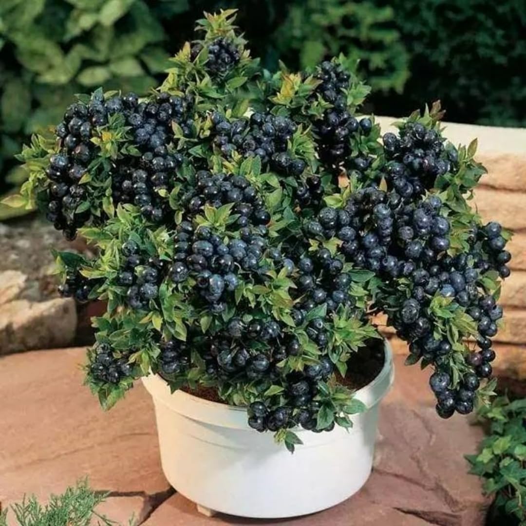 Sets 2 Black Huckleberry Bushes Tree Live Plant in 3" Pot, from 4-6 Inches Tall, Sweet Huckleberries Well Rooted, Dormant, Blueberry Like Shrubs