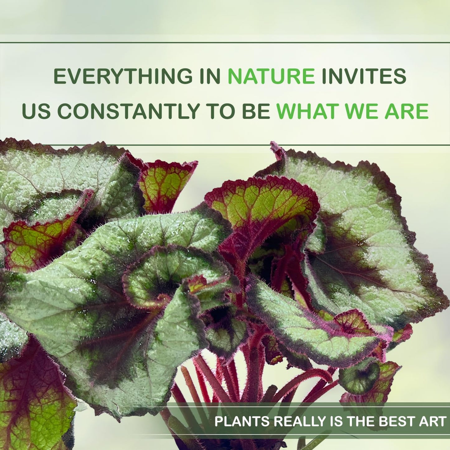 LEAL PLANTS ECUADOR Begonia Rex Escargot (Pack of 2) – Attractive Indoor Plant,Easy Care, Air-Purifying House Plant for Wellness & Home Decor, Office Desk, Unique Sustainable Gift for Plant Lovers