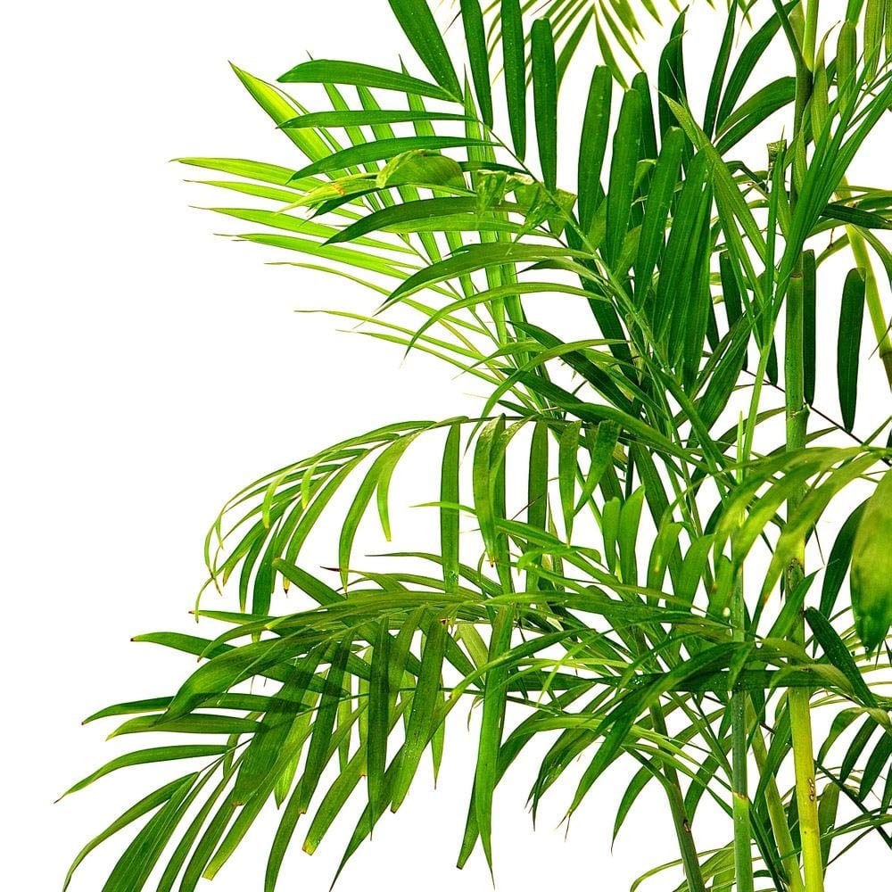 Bamboo Palm - Live Plant in a 3 Gallon Growers Pot - Chamaedorea Seifrizii - Great Privacy Hedge - Rare Palms from Florida