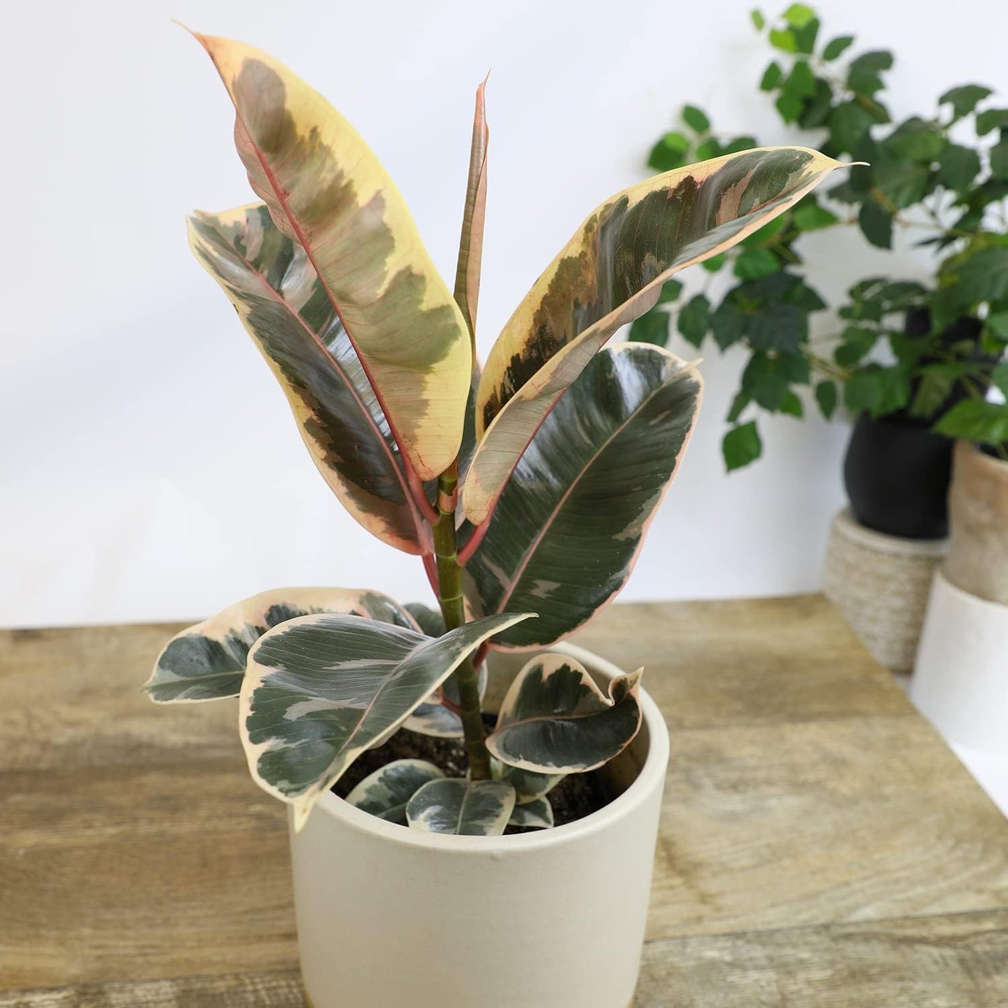 Tineke' Ficus Tree Live Plant (Variegated Rubber Plant), Ficus Elastica Live Plant Delivery, Easy Plant, Indoor Plants Live Houseplants, Real Plants, Live Plants Indoor Plant Decor by Plants for Pets