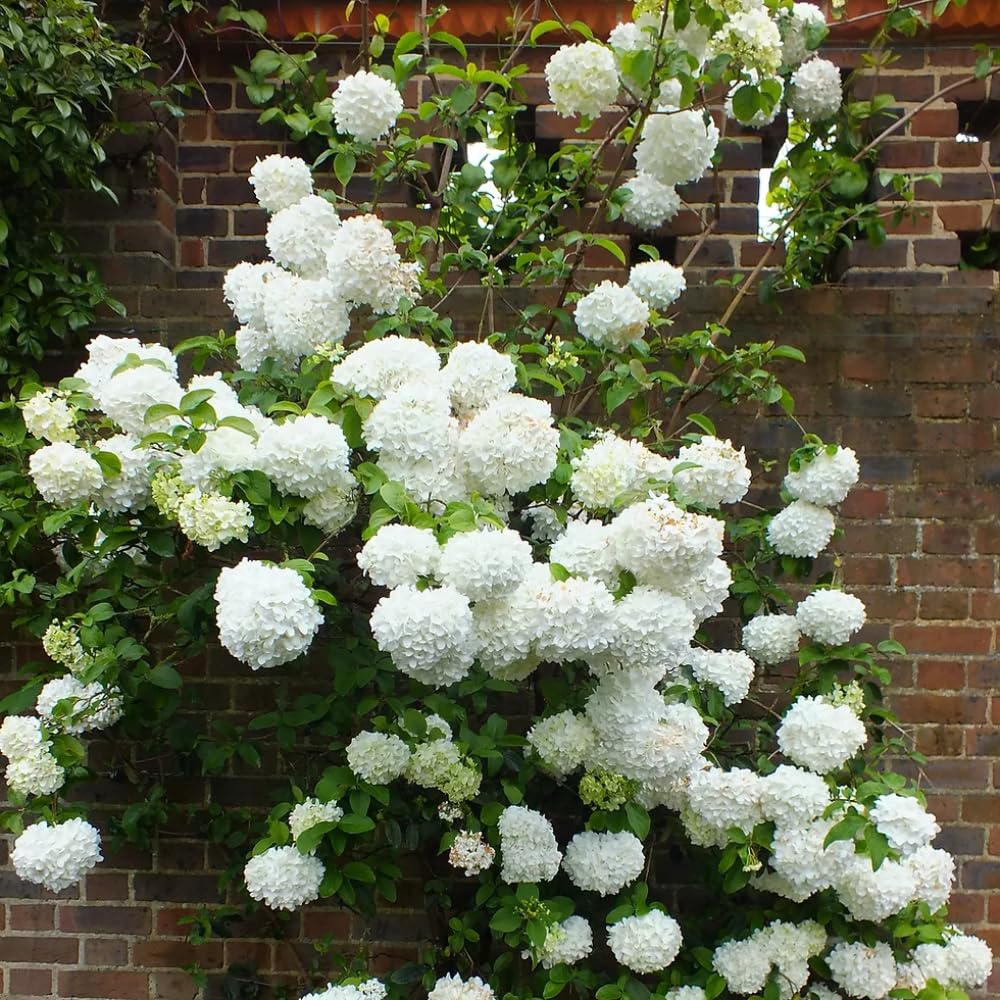 Old Fashion Viburnum Plant Live for Planting, Snowball Viburnum Shrub Viburnum Bush Flowers in 4 Inc Pot, Viburnum Tree Ready to Grow