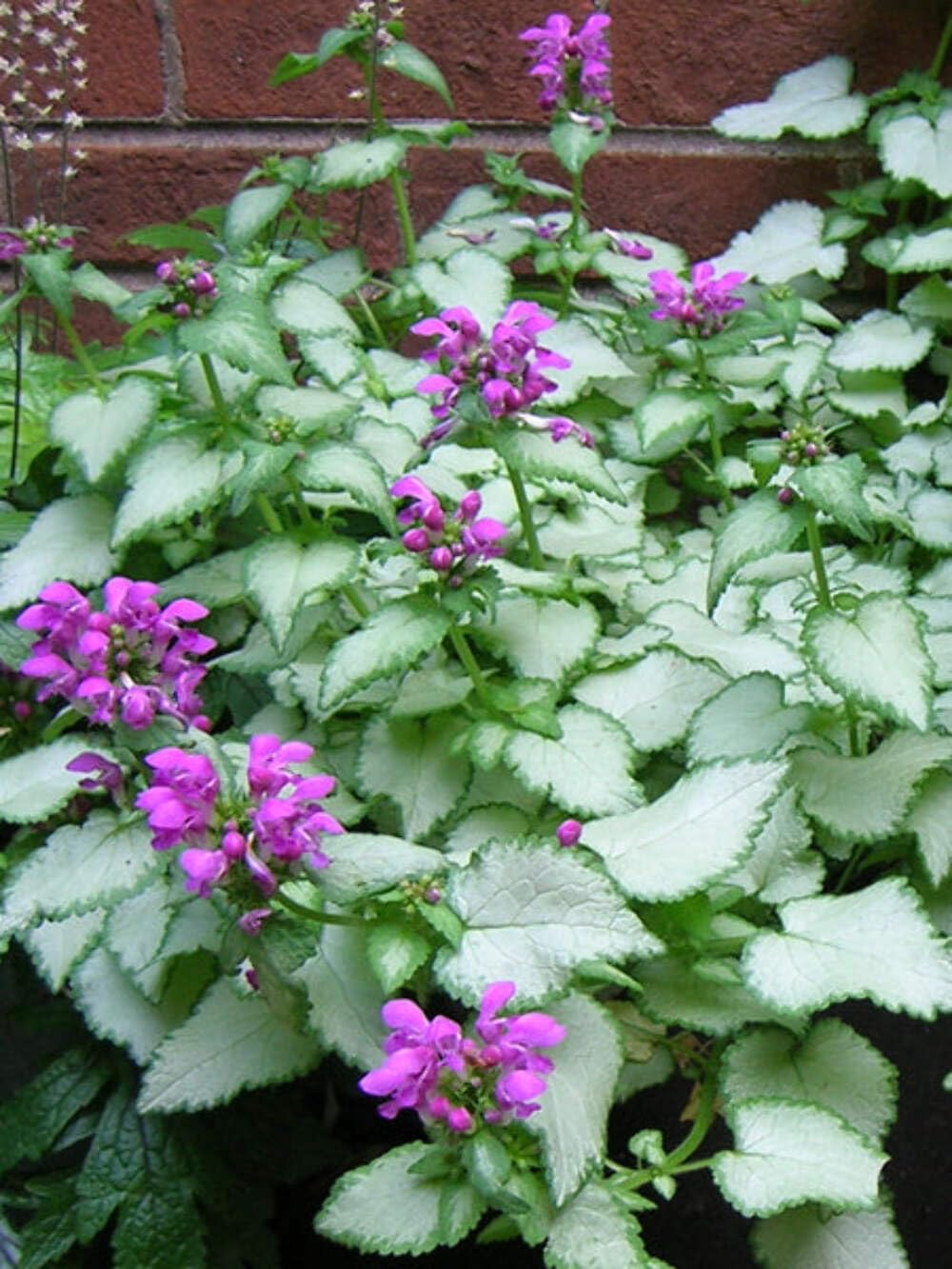 Perennial Farm Marketplace Lamium maculatum ‘Purple Dragon’ (Dead Nettle) Live Perennial, Size-#1 Container, Purple Spring Flowers with Silver Variegated Foliage