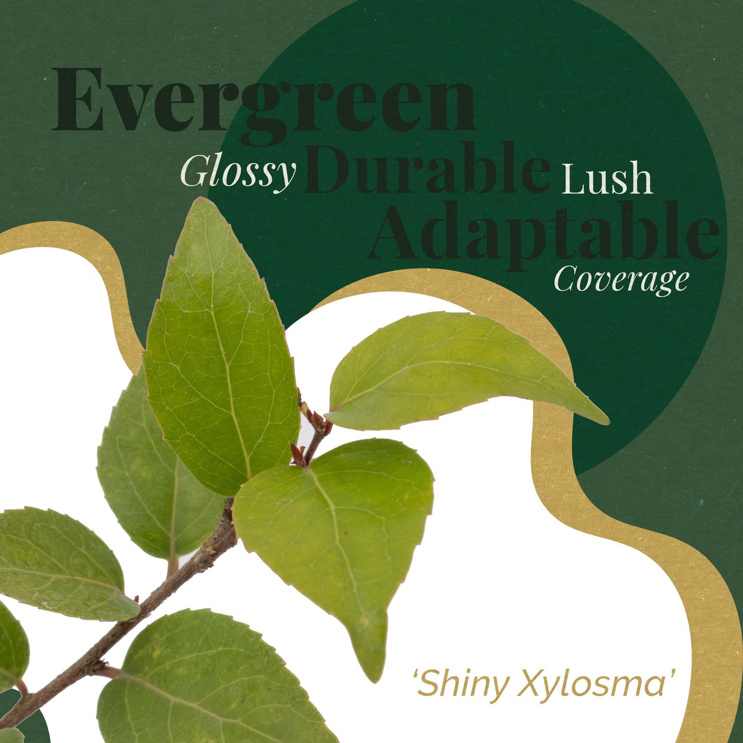 2 Xylosma Congestum, Live Plants – Shiny Xylosma in 2.5” Nursery Cubes – Fast-Growing, Low-Maintenance Evergreen Shrub for Hedges & Landscaping