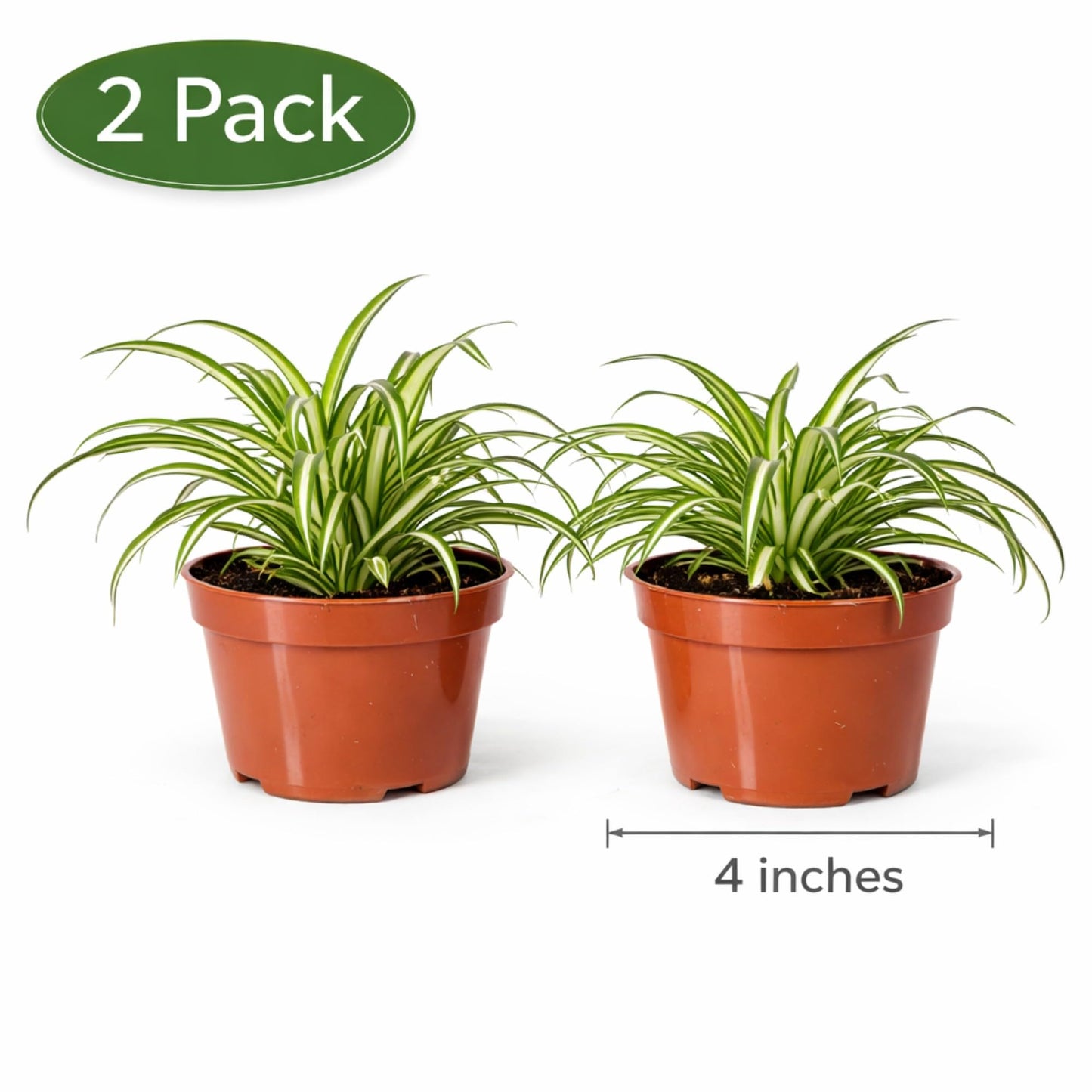Easy to Grow Spider Plant Variegated 2 Full Size Potted Plants - Large Established Houseplants in 4" Quart Pots - Indoor Outdoor, Low Maintenance, Air-Purifying (Not Starter Plugs)