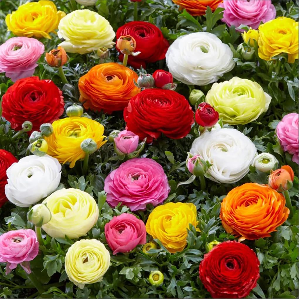 10PCS Mixed Color Ranunculus Flower Bulbs Spring or Fall Planting Cut Flower Garden Low-Growing Border Plant Easy to Grow Spring Blooming