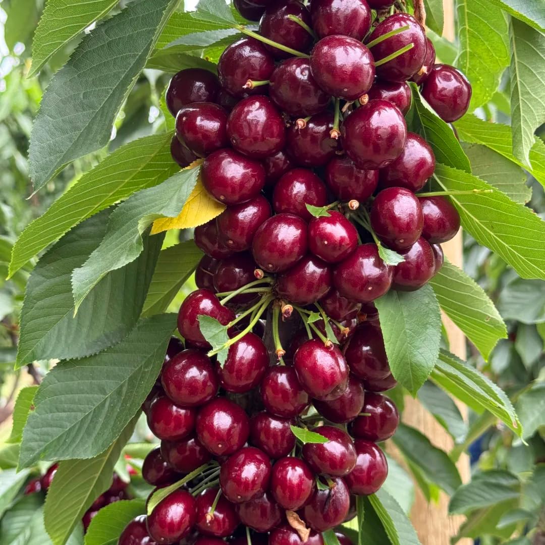 Mixrug Cherry Seeds for Planting Outdoor, 20pcs Cherry Tree Seed Non-GMO Heirloom Sweet Edible Fruit, Sweet Juicy Fruits Plant in Your Home Garden