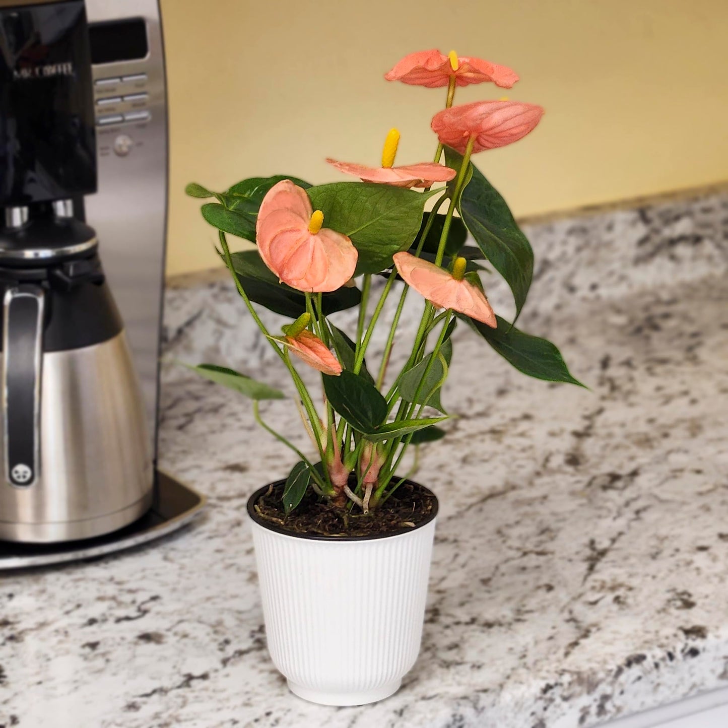 Pink Anthurium Live Plant Decor (Approx. 13-16" Tall), Real Flowers/House Plants in 4" White Plant Pot, Floral Office Plants, Air Purifying Plants & Cool Gifts for Plant Lovers by Plants for Pets