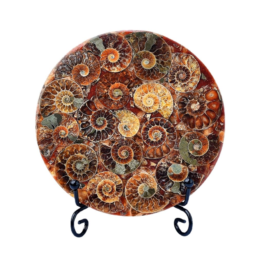 WNJZ 1PC Natural Gorgeous Disc Fossil Conch Specimen with Stand Set for Room Decor Crystal Collectible Present (Style A Set)