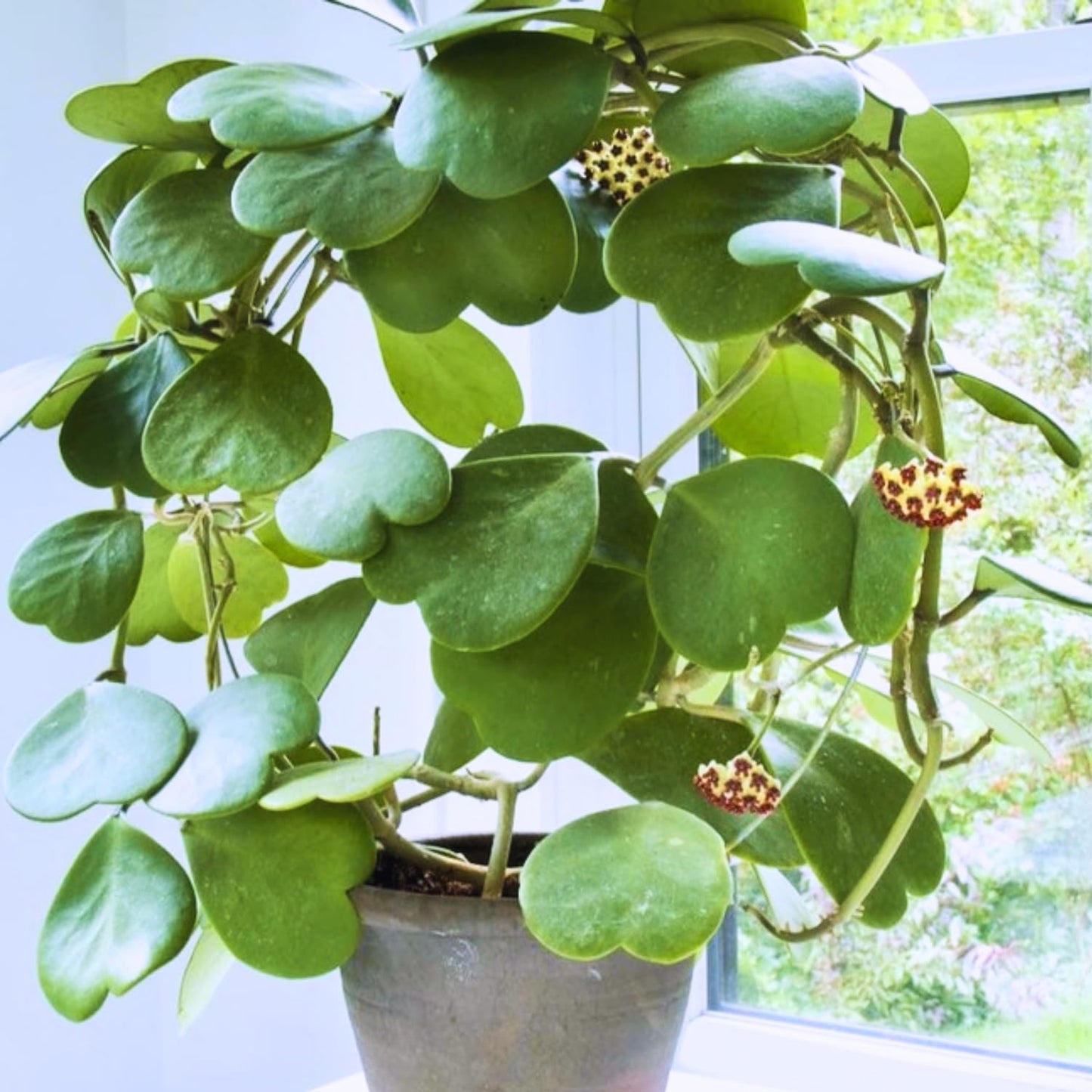 2 Hoya Kerrii, Hoya Kerrii Heart Plants Live, Hoya Plants, Hoya Kerrii Heart 4 Inches for Ornament Indoor Outdoor
