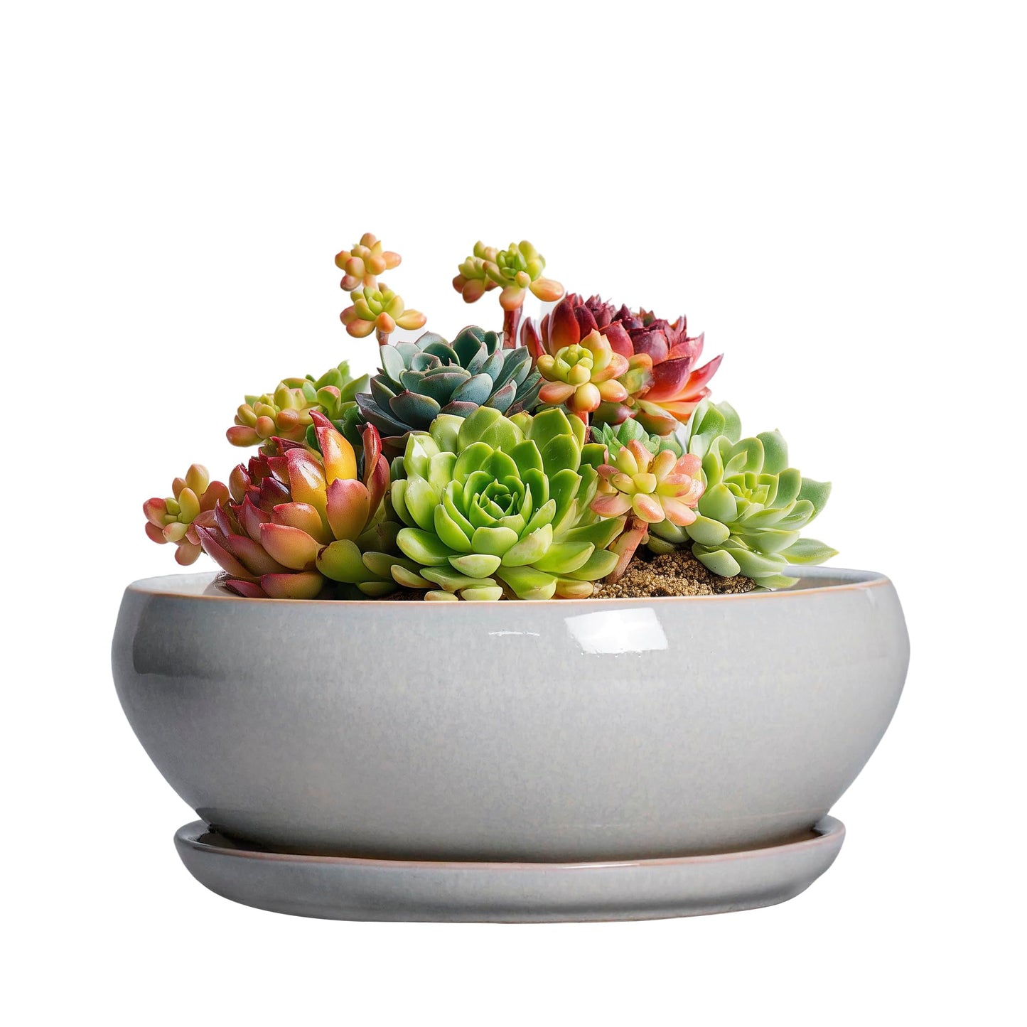 SQOWL Succulent Planters 6 Inch - Ceramic Bonsai Pots with Drainage Hole and Saucer, Shallow Planter for Indoor Plants Outdoor, Round Ceramic Pots for Plants Cactus, Room Decor, Garden Gifts, Gray