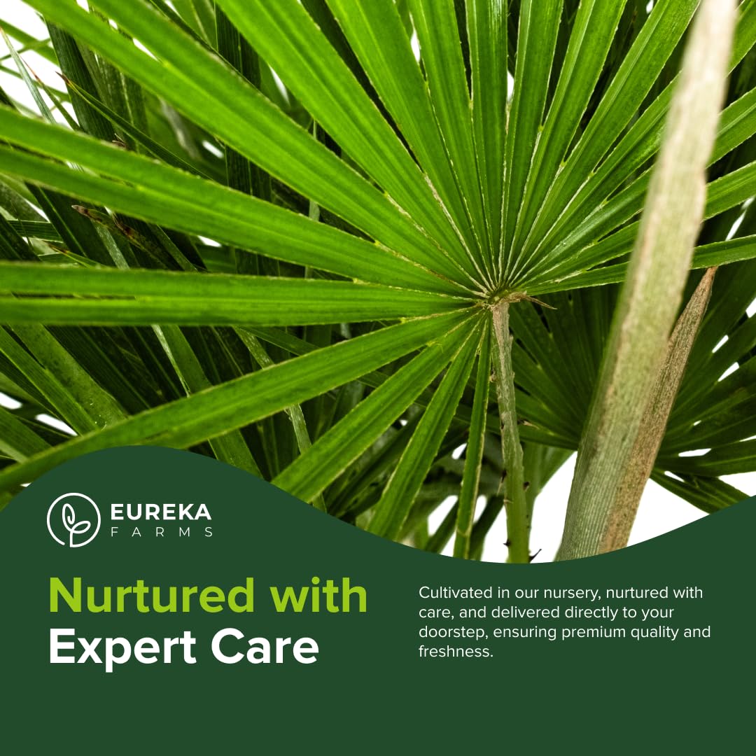 European Fan Palm Tree Multi - Chamaerops Humilis, Cold Hardy Mediterranean Palm, Drought-Tolerant Ornamental Plant for Patios, Gardens, and Landscapes (2gal Pot, 1-2ft)