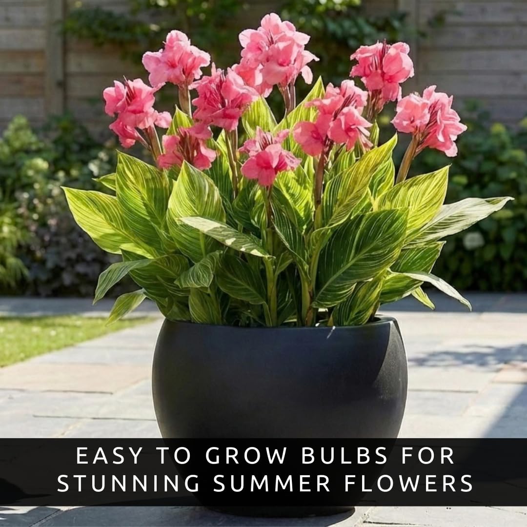 Pink City of Portland Canna Lily Bulbs for Planting – Vibrant Summer Blooming Tropical Flowers – Premium Canna Rhizomes – Easy to Grow Garden & Container Plant (3 Bulbs)