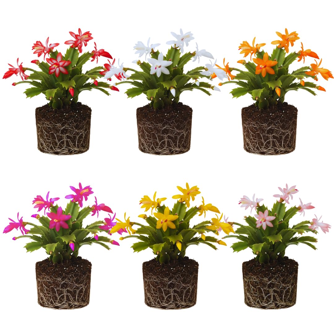 2 Mix Christmas Cactus Plants Live, Live Christmas Cactus Plant, 4 Inc Potted