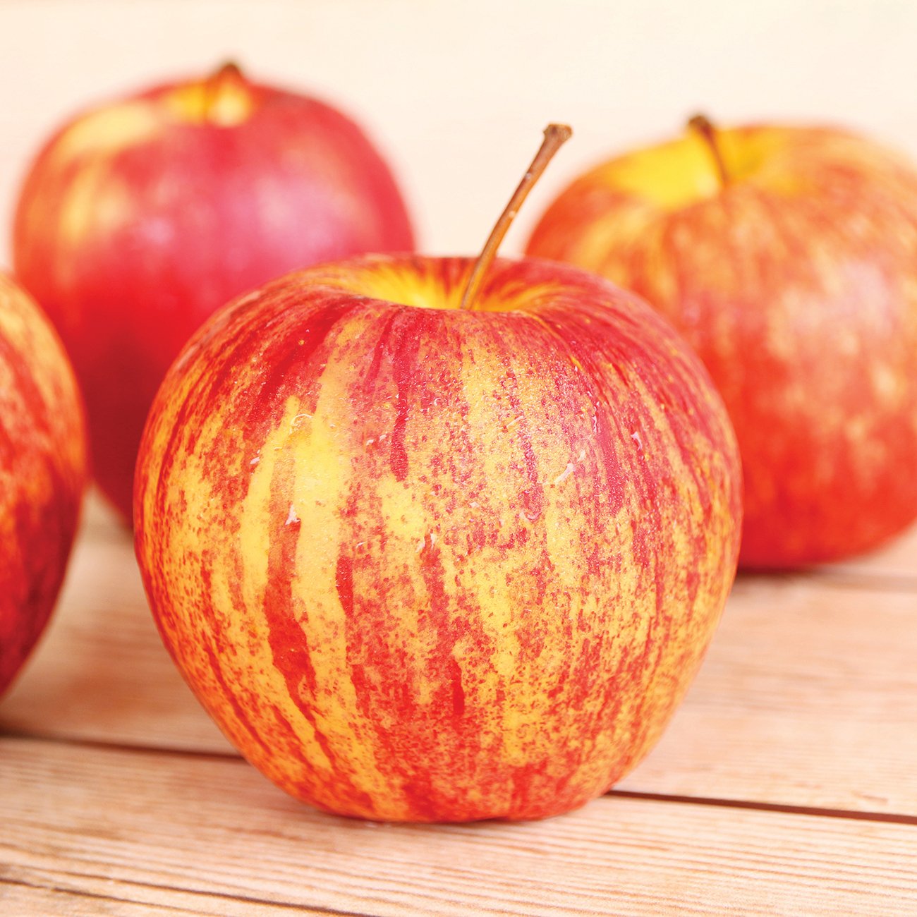 Van Zyverden Apple Tree - Honeycrisp - 1 Root Stock