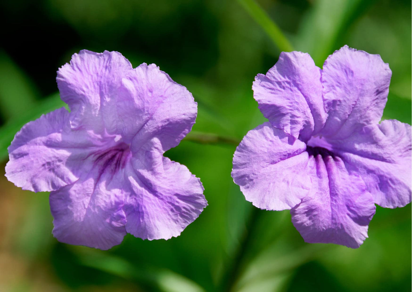 6 Mexican Petunia Plant Live, Ruellia Brittoniana Perennial 5 to 7 Inches Tall Ship Bareroots