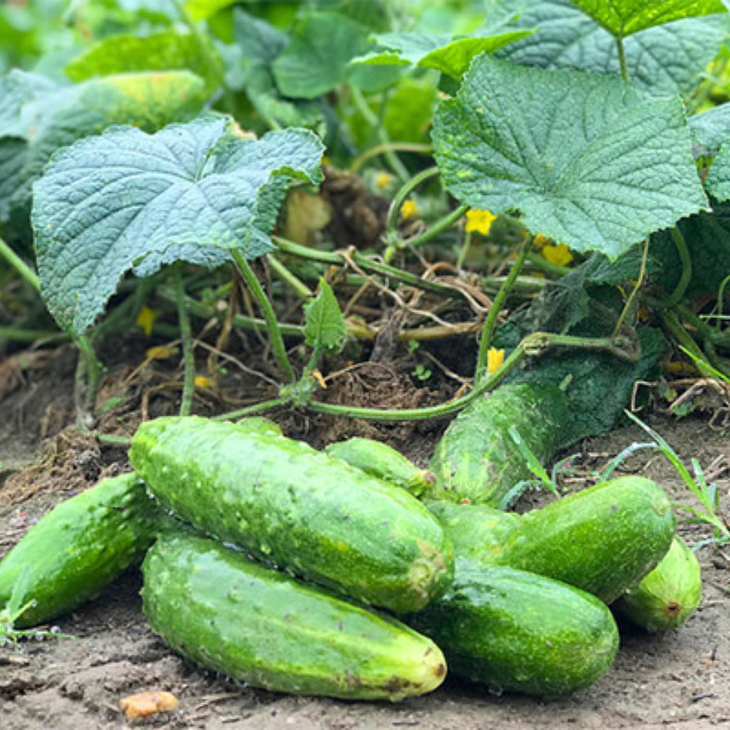 2 Green Cucumber Plants Live, 4 Inches Pot, Live Cucumber Plants from 3 to 5 Inches Long, Cucumber Starter Plants, Cucumber Live Plants for Garden