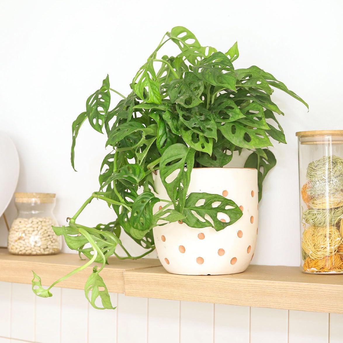 Monstera Adansonii 'Swiss Cheese' (6 inch) - Air-Purifying Houseplants - 4/6 inch Unique Live Decorative Houseplants - Low-Maintenance Indoor Plants, House Warming Gift, Natural Air Purifier
