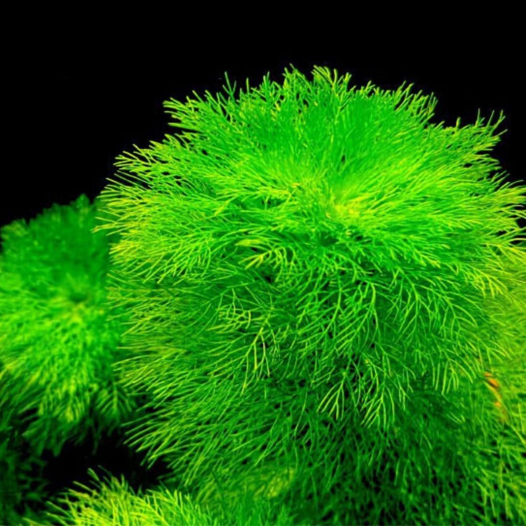 7 Green Cabomba Plants Live, Aquarium Plants Live, Live Cambomba Plant, 4 to 6 Inc Tall Aquatic Pond Plant