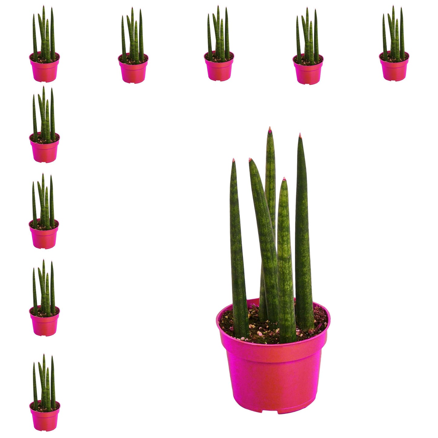 10 Pack Snake Plant Cylindrica in 4in Pot - Live Plants Tropical Houseplants | Variegated | USA Growers | The Snobby Leaf