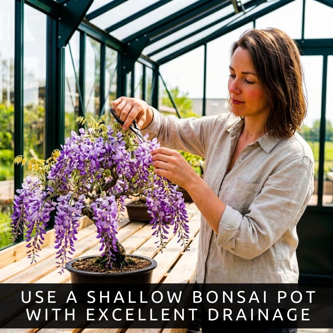 Wisteria Bonsai Starter Tree (1 Year Old Live Plant) – Wisteria Floribunda Seedling – Fast Growing Flowering Vine for Bonsai Training – Outdoor/Indoor Bonsai Tree Starter Kit Plant