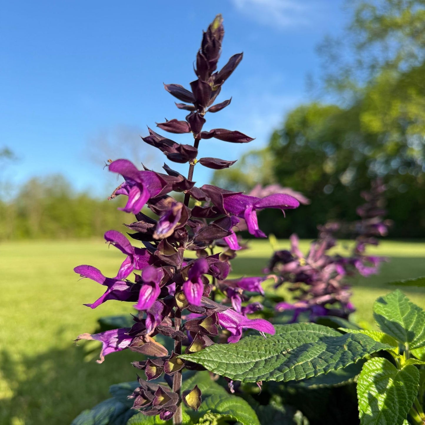 Clovers Garden Salvia Purple and Bloom Plants - Two (2) Live Plants – Non-GMO - Not Seeds - Each 4" to 8" Tall – in 4" Inch Pots - Pollinator Magnet, Heat Tolerant, Low Maintenance