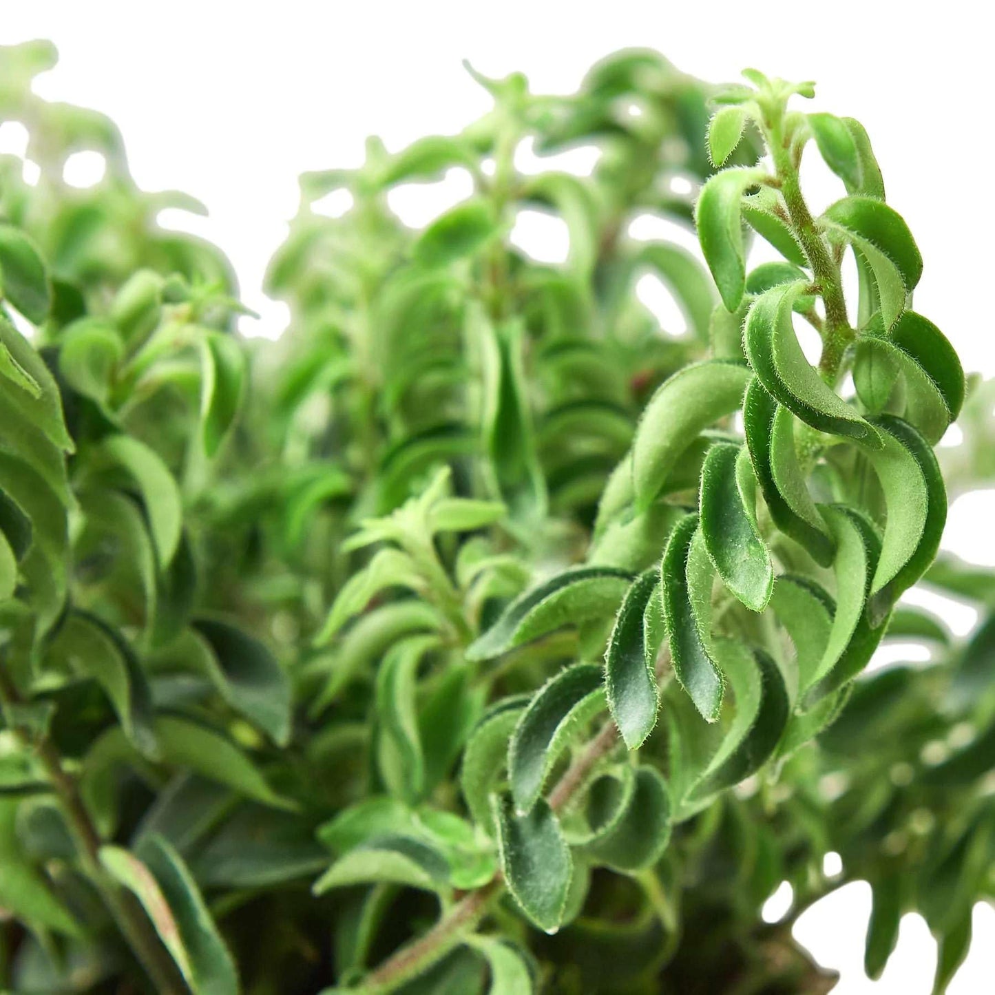 Curly Lipstick Plant! Live Plant for Indoor | Different Houseplants in 4'' & 6'' Pot | Real House Plant for Living Room, Office, Desk & Bathroom | Aeschynanthus radicans