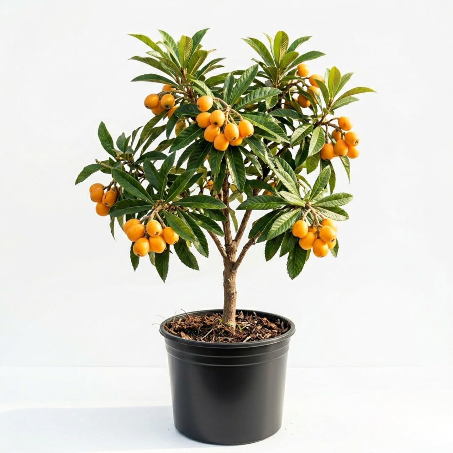 Loquat Seedling Live Plant, Golden Loquat Fruit Tree, 2 Feet Tall in 3 Gal, Ideal for Garden Planting, No Ship to CA