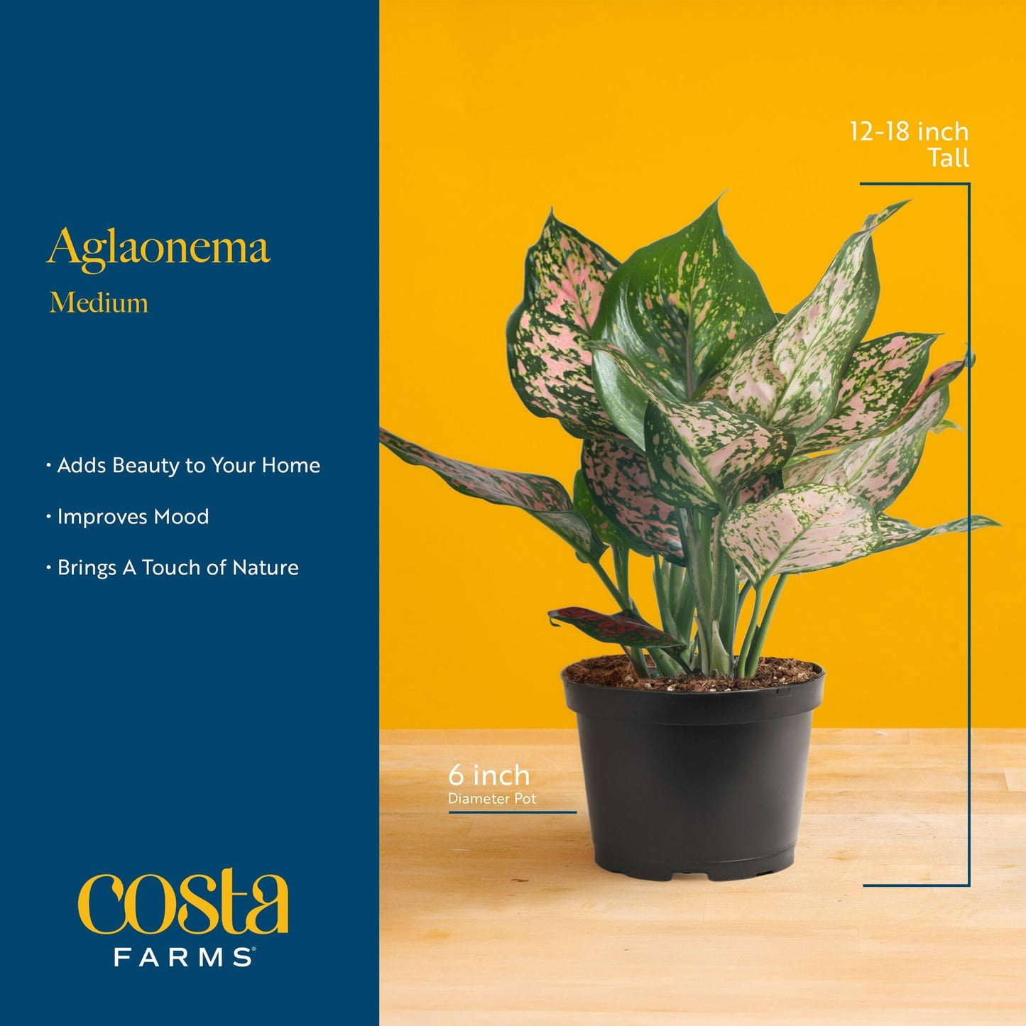 Costa Farms Chinese Evergreen Live Plant in Decorative Pot, Easy to Maintain, Air Purifying Indoor Houseplant, Home, Room, or Office Decor, House Warming or Birthday Gift, 12-18 Inches Tall